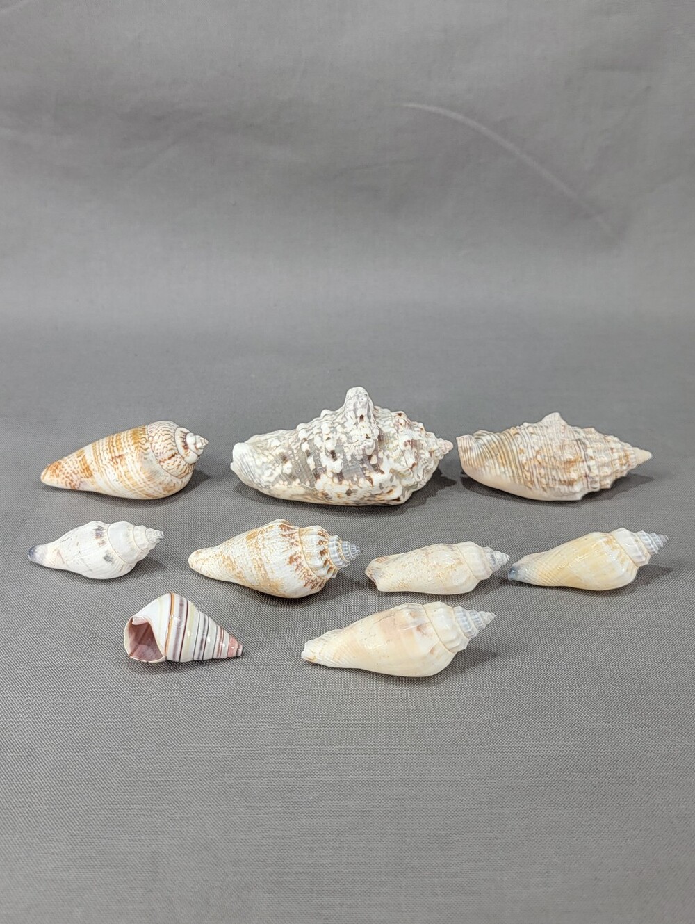 Mixed Conch Snail Shell Seashell Lot 9 Nautical Beach Coastal Decor Crafts